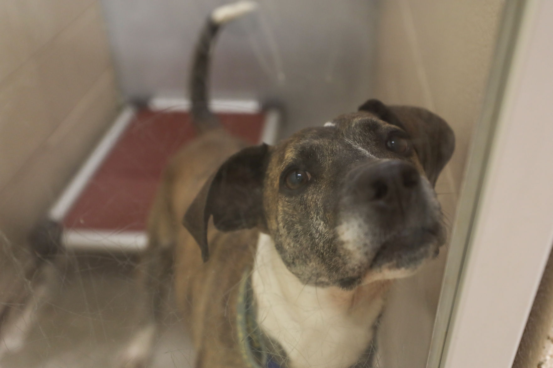 Lee County Humane Society pets for adoption